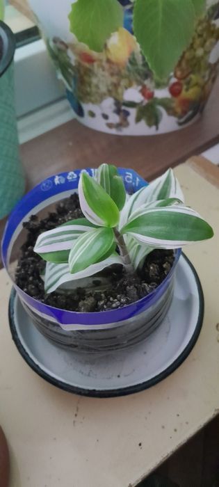 Комнатные цветочки