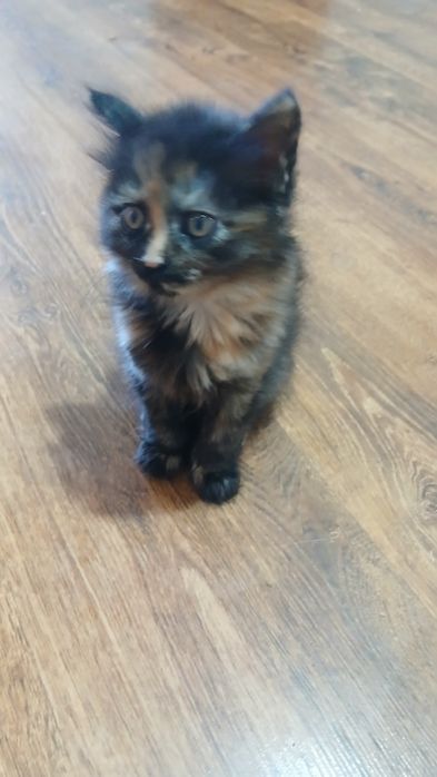 котята маленькие девочка и мальчик