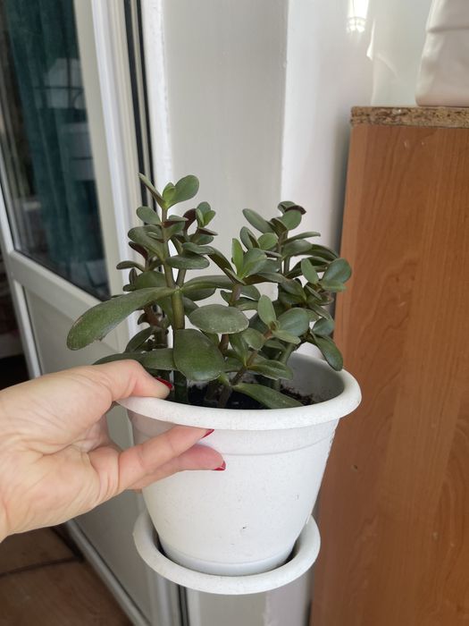 Толстянка или денежное дерево