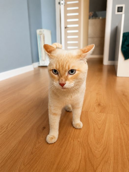 Шикарный кот бесплатно