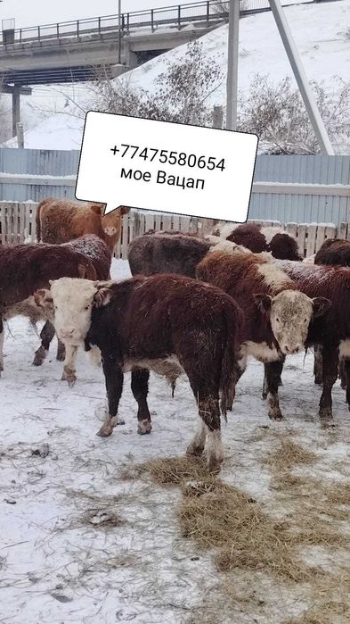 Продам тилята толочки