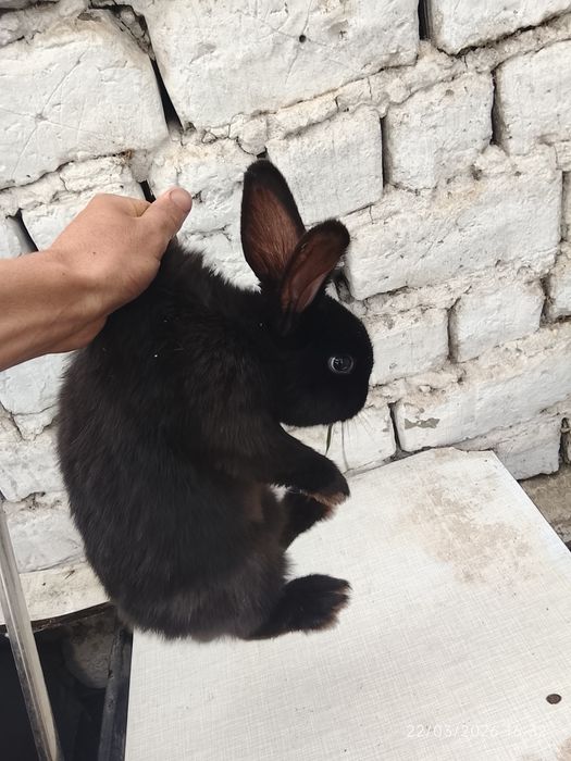 Quyonlar sotiladi 4 ta