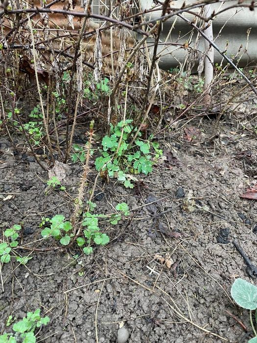 Продам саженцы  крыжовника