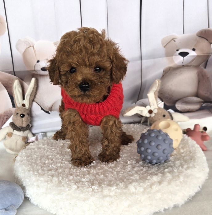 Пудел той /Poodle toy /с родословие