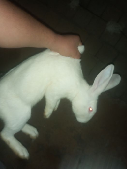 Hikol quyon 8ta urgochi 1 erkak bonus