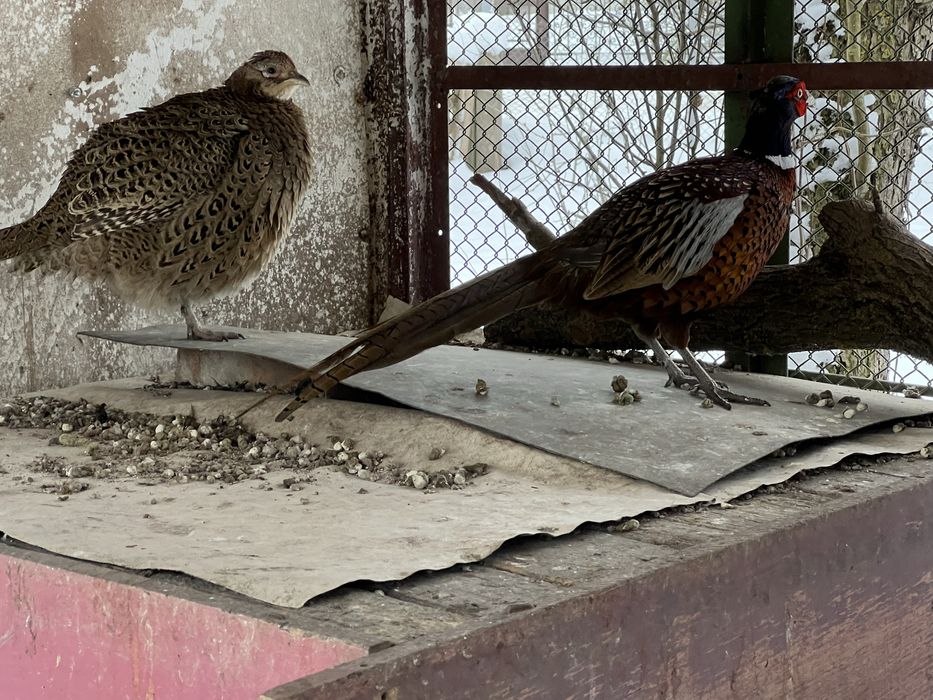 Vând  pereche fazani comuni! Sau schimb cu auriu galben sau rosu