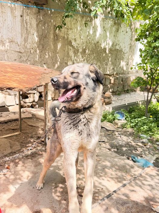 Собака даром в добрые руки