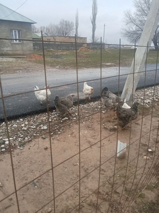 Үй тауығы сатылады