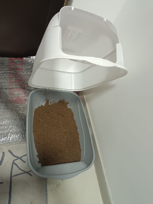 Акылды Еркек мысык