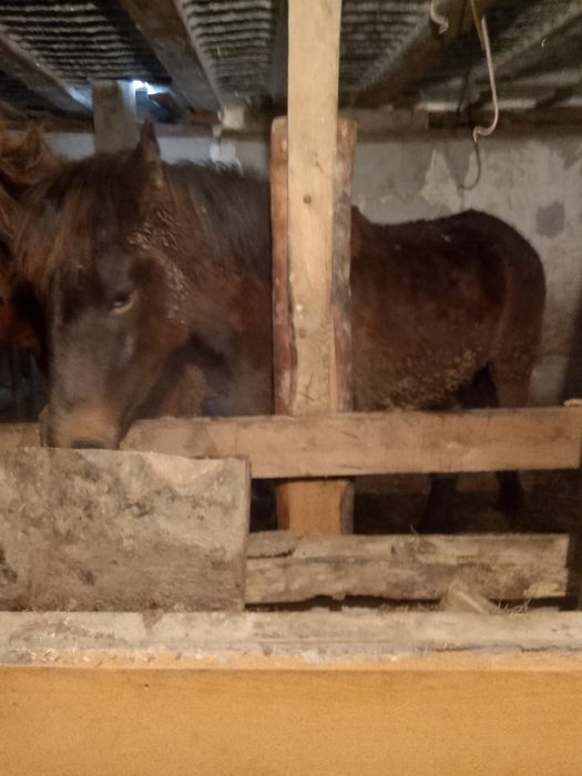 Крупный тай на откорме