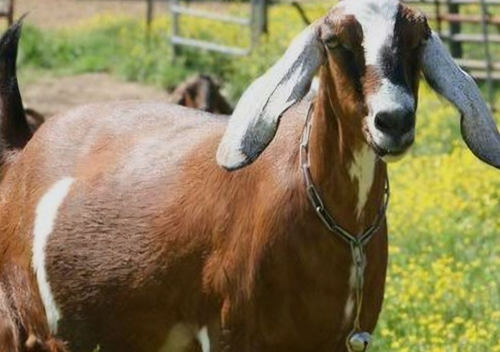 Молоко нубийских коз