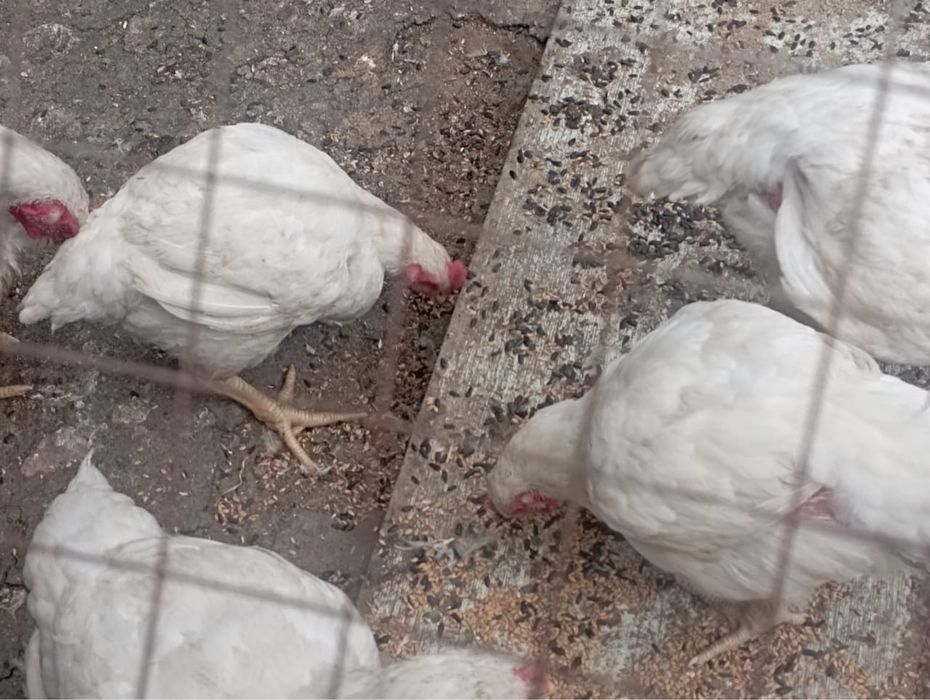 Продам кур бройлеров