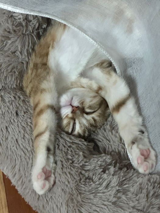 Потерялся котенок