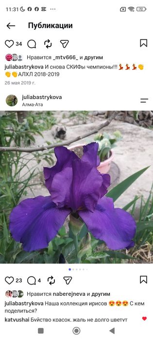 Клубни ириса продам