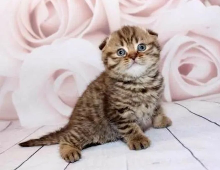 Девочки веслоухие в окрасе золото вискас, 1.5 мес