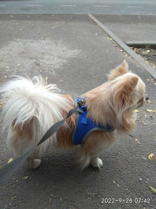 Вязка мальчика чихуахуа