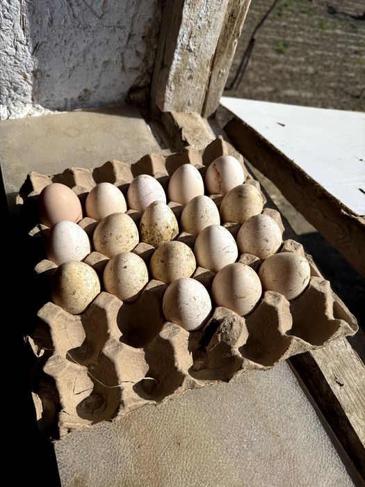 Индюк Тухумлари Тоза парода