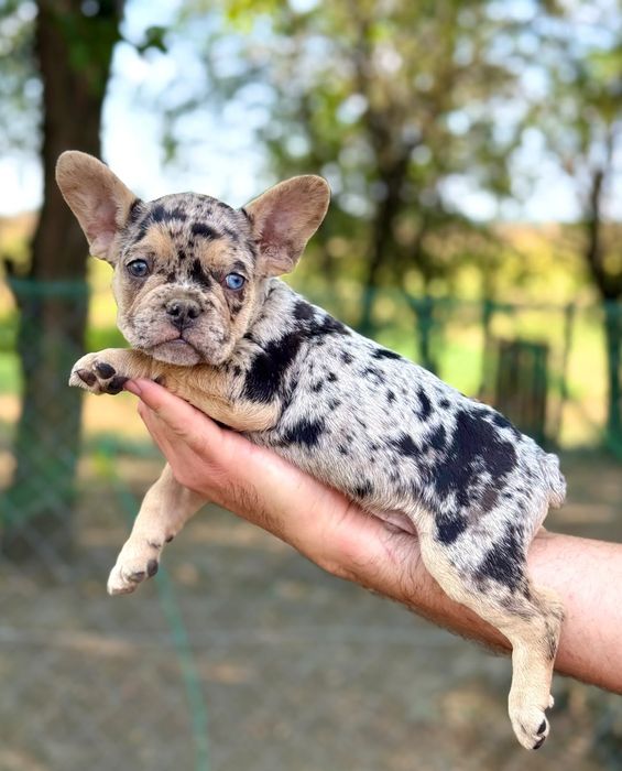 Bulldog francez blue merle băiețel
