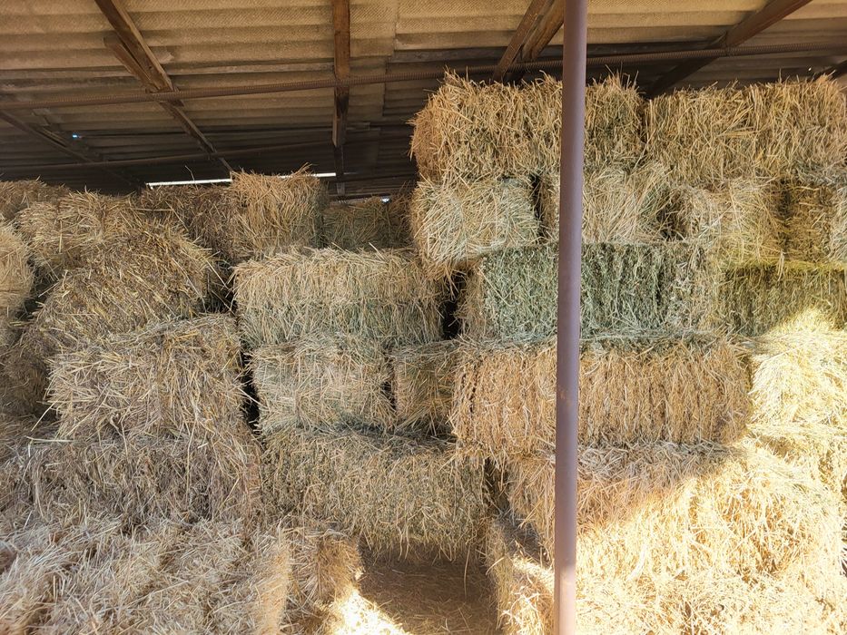 Беда пресс яхщи пресланган