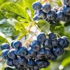 Mur, aronia, agris, zmeur, afin, lonicera si stoloni de capsuni!