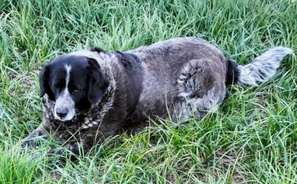 Пропала собака больше месяца назад с базы!