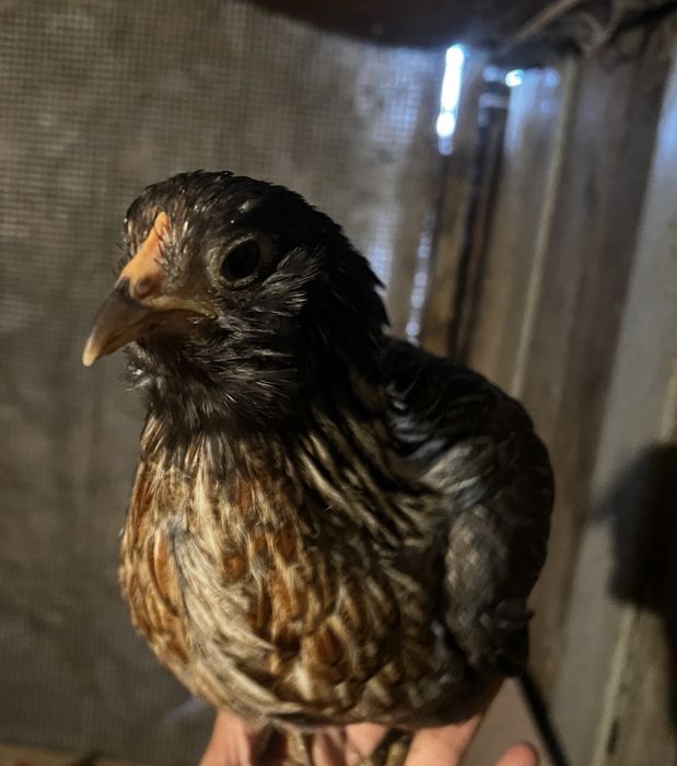 Пилета и пъдпъдъци на различна възраст