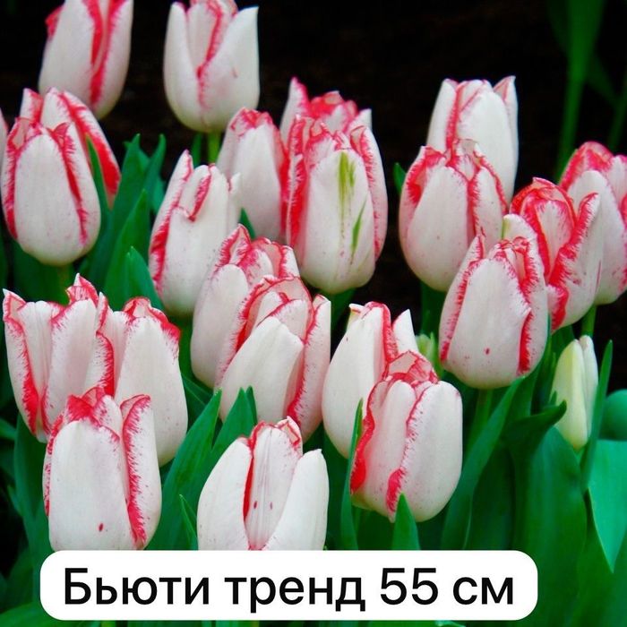 Свежие Тюльпаны для любимых