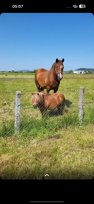 Vând cal și ponei