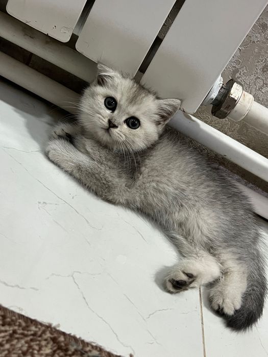 Eng seksual va yalangoch