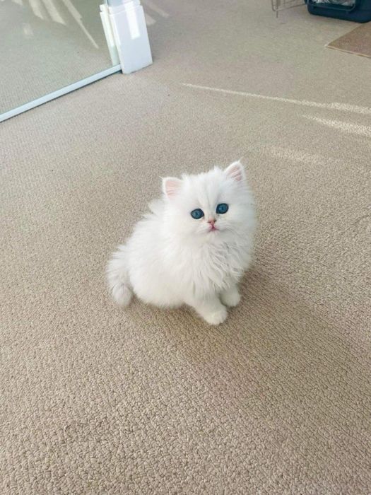 Maine Coon  mascul cu pedigree tip A