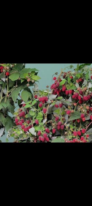 Продажа саженцев Малины