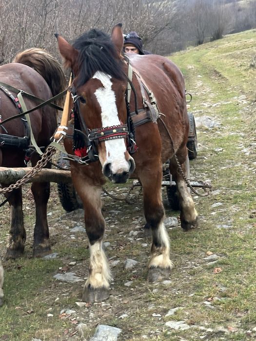 Harmasar si manza de vanzare