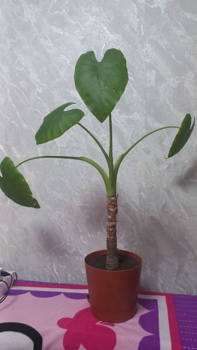 Продам  комнатное растения