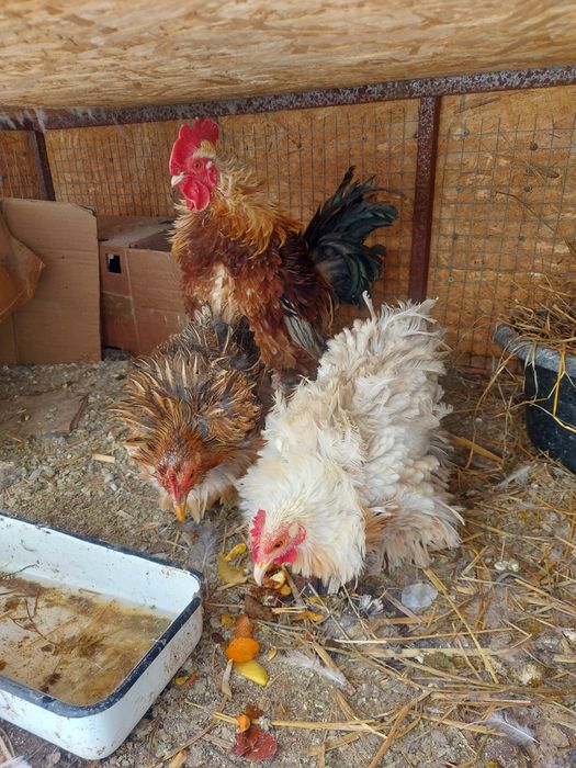 Сибрайт и кучерявые