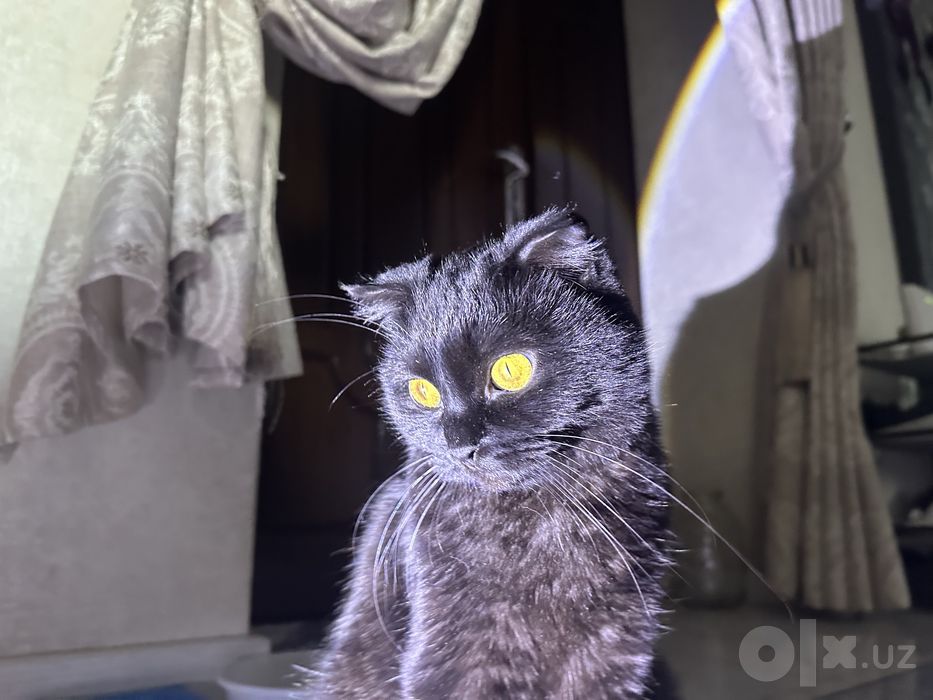 Скотиш фолд Кошка