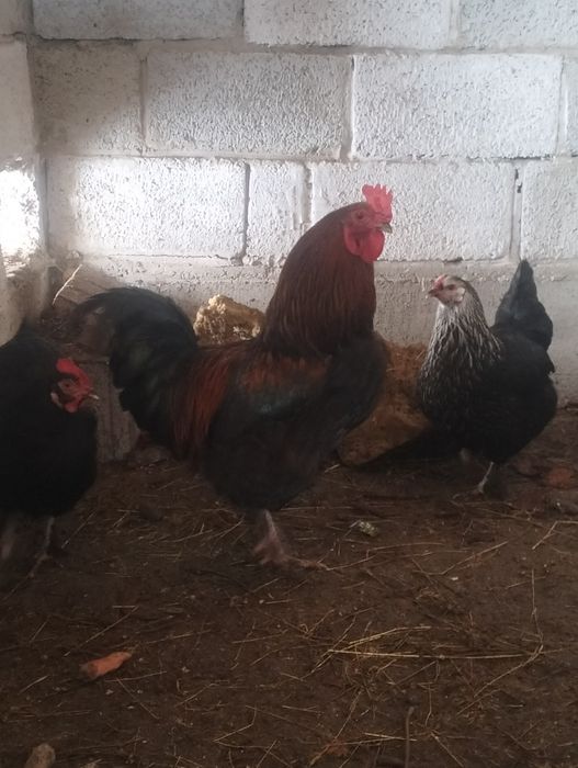 Қораз.тауық. петух. Куры.