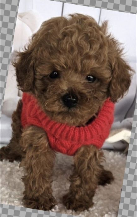 Пудел той /Poodle toy /с генетични  тестове на родословие