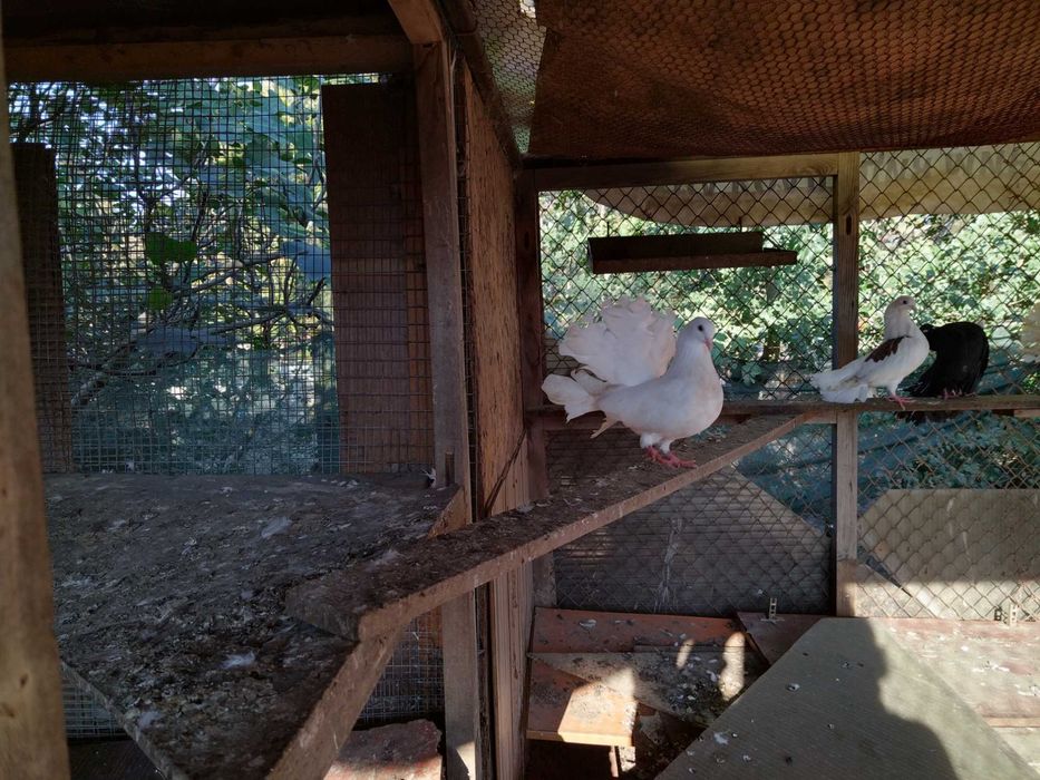 Продавам красиви гълъби