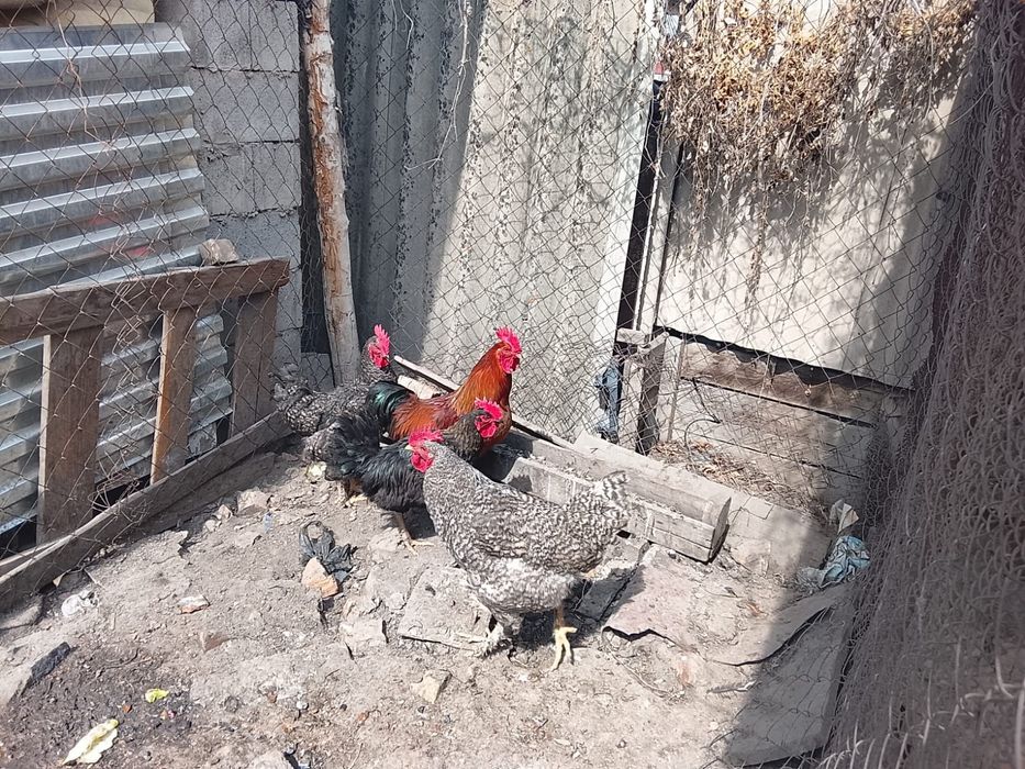 Продам молодых петухов