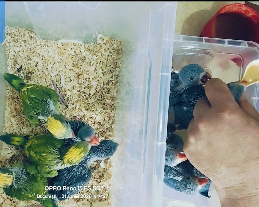 Vând  Micul Alexander blând la seringă