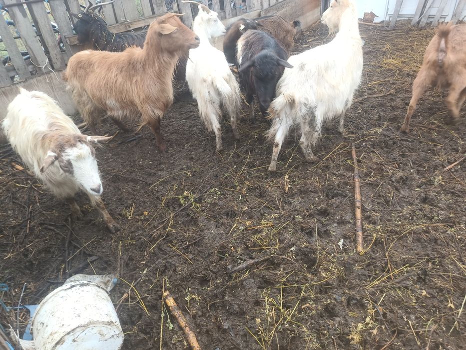 Capre de vânzare  gestante