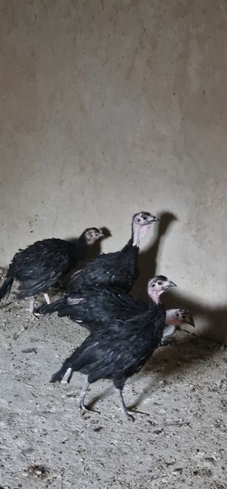 Индюшата продам срочно