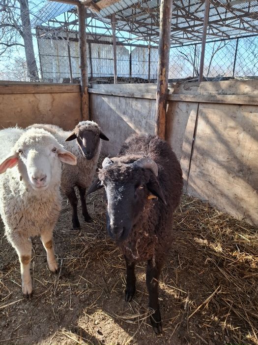 Продам баран Кой сатам