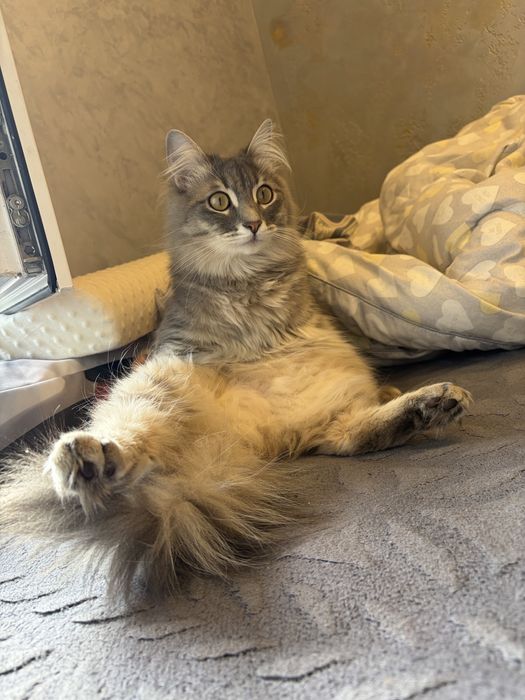 Кот в добрые руки