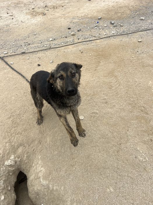 Отдам даром в хорошие руки