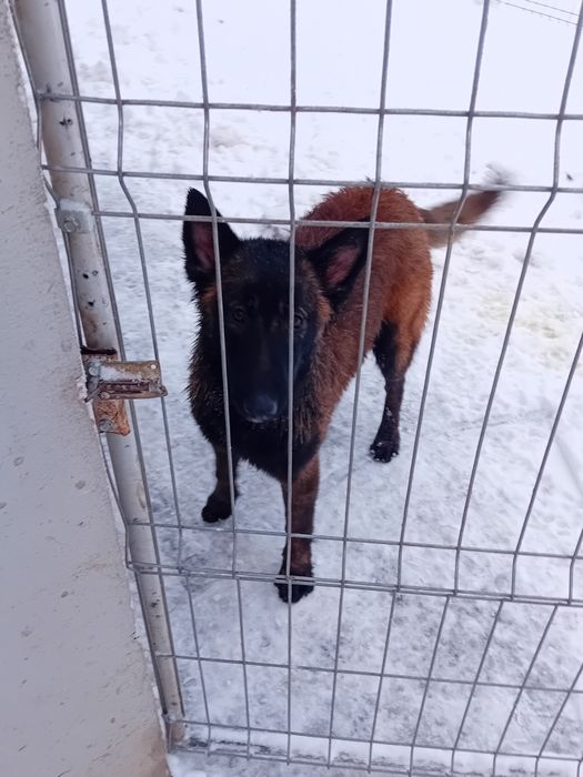 Femela Ciobanesc Belgian