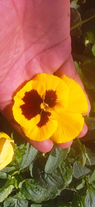 Kapalak viola sotiladi