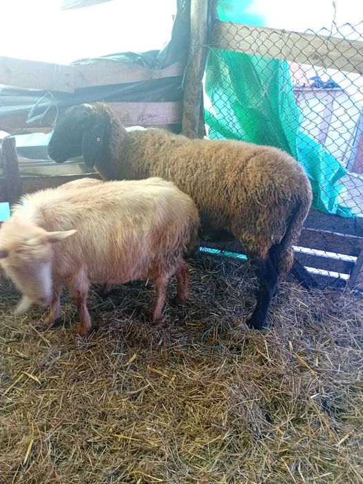 Vand   oaie  gestanta