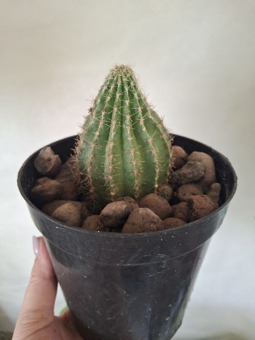 Кактус  комнатный