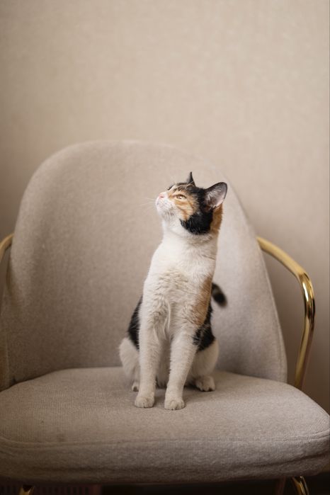 Луна в поисках дома! Ташкент!